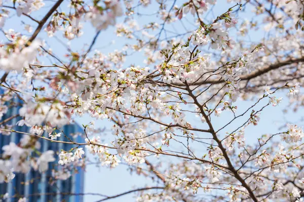 Şangay Baharı 'nda açan oryantasyon kirazı.