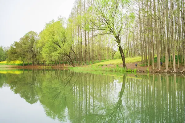 Bahar geliyor Şangay Hou tan parkına