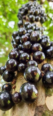 Ağaçta taze, siyah kuşüzümü