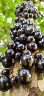 Jabuticaba sandık dolusu büyük jabuticabas