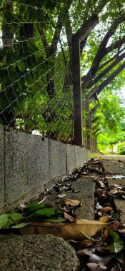 Yapraklarla dolu doğal bir ortamda duvarın kenarlarında tel örgüler, kör yapraklar...