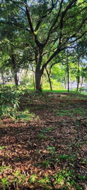 Uzun ağaçlarla kaplı sakin orman manzarası yaprak kaplı orman zeminine güneş ışığı saçıyor, canlı yeşil yapraklar ve sakin çevrelere huzurlu bir geri çekilme sağlıyor..