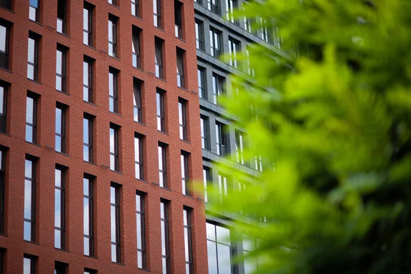 stock image Combination of urbanization and nature, a tree in the background of a city