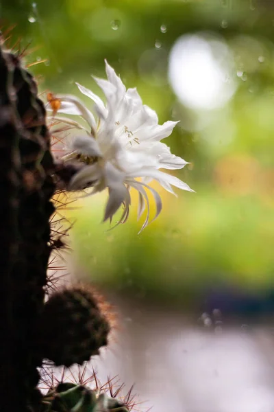 Ανθισμένο Λευκό Λουλούδι Κάκτου Κοντά Φωτογραφία Αρχείου