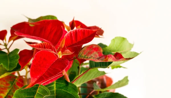 Vers Rood Blad Poinsettia Kerstster Wit Oppervlak Met Kopieerruimte — Stockfoto