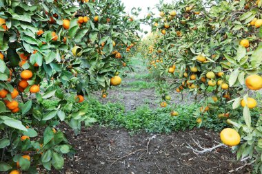 Doğal, olgun mandalinalar hasat için hazır. Mandalina bahçesine yakın çekim.