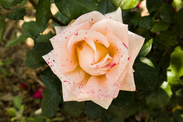 Ένα Ροζ Στικτό Λευκό Τριαντάφυλλο Πράσινα Φύλλα Που Δεν Έχει — Φωτογραφία Αρχείου
