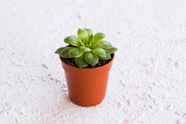 Mini tencerede yeşil echeveria çiçeği kopyalama alanı olan beyaz yüzey
