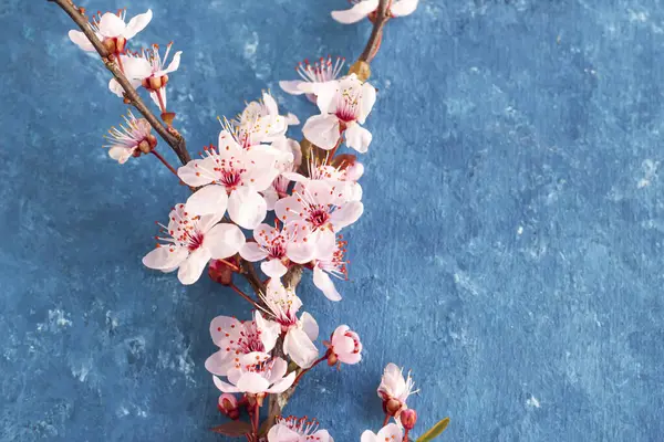 樱桃树枝条 蓝色表面有新鲜的粉红色花朵 图库照片