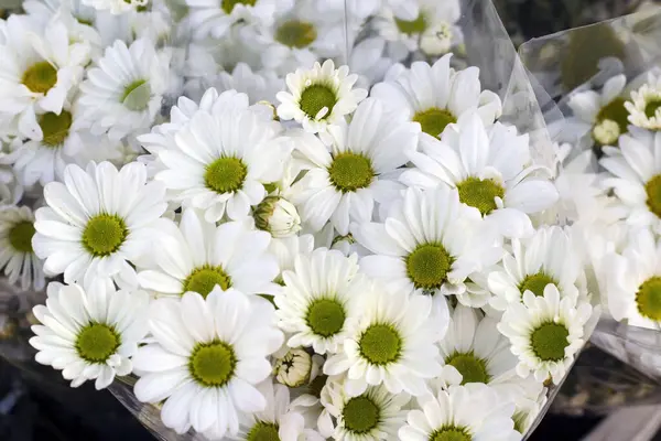 Tuore Monet Kukkakimppu Päivänkakkara Kääritty Paketteja Ylhäältä tekijänoikeusvapaita valokuvia kuvapankista