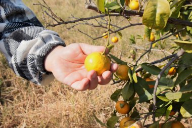 Çiftçinin elinin yakın plan fotoğrafı. Ağaçtaki mandalinayı kontrol ediyor.