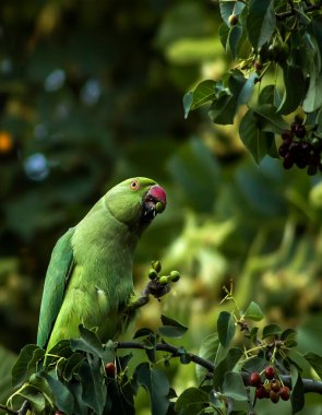 Green parrot eating a cherry in its natural habitat,close-up taken