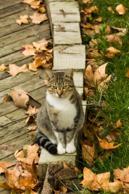 Bir tekir kedi sonbahar yapraklarıyla bahçede oturuyor..