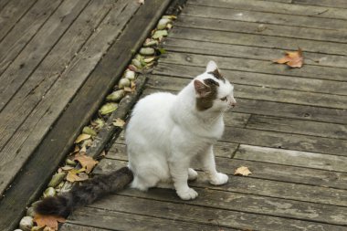 Güzel, beyaz, gri, sokak kedisi ahşap zeminde oturuyor. Yaklaş..