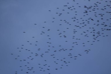 Mavi gökyüzünde mevsimlik leylek göçü.
