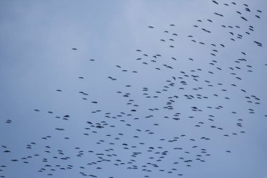 Mavi gökyüzünde mevsimlik leylek göçü.
