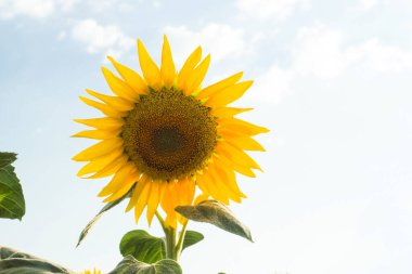 Olgunlaşan bir ayçiçeği gökyüzüne karşı fotoğraflandı