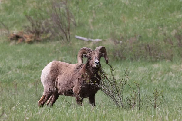 Bighorn Sheep Jasper National Park Kanada — Stock Photo, Image