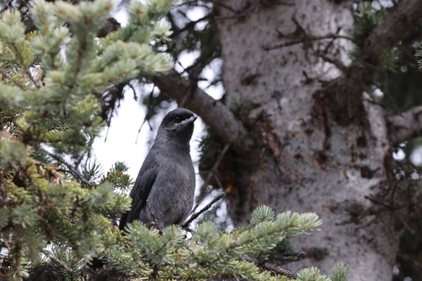 Gray Jay Perisoreus Canadensis Banff Nationalpark Kanada — стокове фото