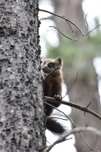 Národní Park Pine Marten Banff Kanada — Stock fotografie