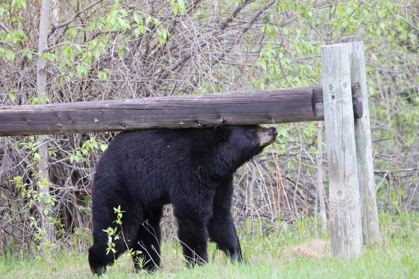 Amerikai Fekete Medve Ursus Americanus Jasper Nemzeti Park Kanada — Stock Fotó