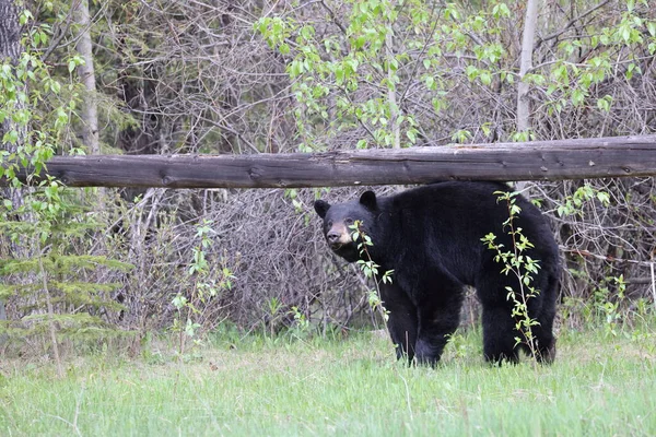Urso Negro Americano Ursus Americanus Parque Nacional Jasper Kanada — Fotografia de Stock