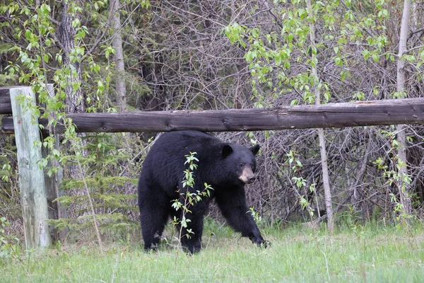 Orso Nero Americano Ursus Americanus Jasper National Park Kanada — Foto Stock