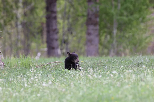Oso Negro Americano Ursus Americanus Parque Nacional Jasper Kanada — Foto de Stock