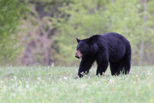 Urso Negro Americano Ursus Americanus Parque Nacional Jasper Kanada — Fotografia de Stock