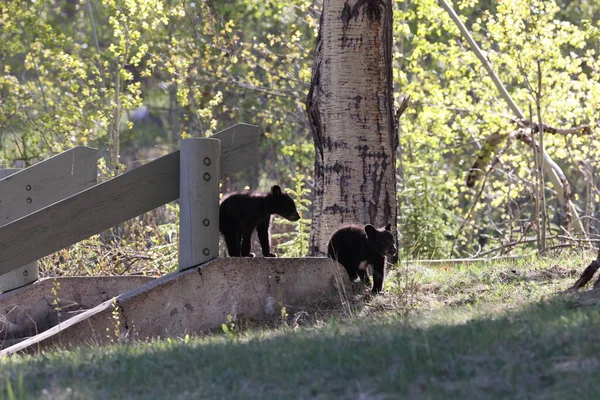 Amerikai Fekete Medve Ursus Americanus Jasper Nemzeti Park Kanada — Stock Fotó
