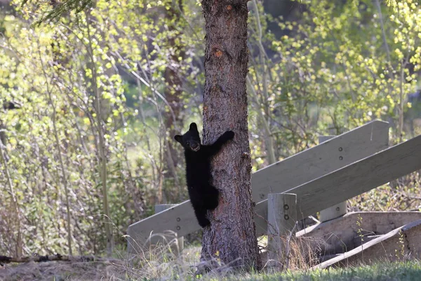 American Black Bear Ursus Americanus Jasper National Park Kanada — Stock Photo, Image