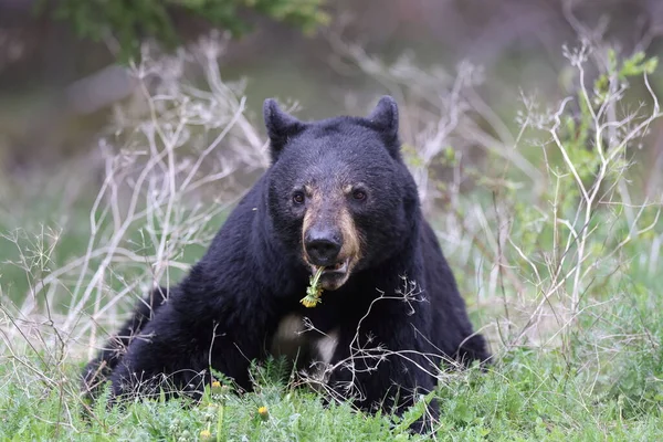 Американський Чорний Ведмідь Ursus Americanus Національний Парк Джаспер — стокове фото