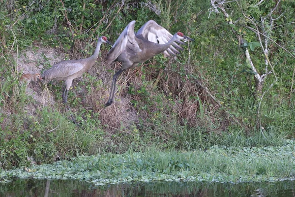 Grúa Arenisca Arthur Marshall Loxahatchee National Wildlife Refuge Florida —  Fotos de Stock