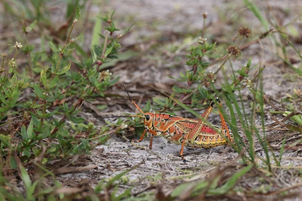 Caelifera Arthur Marshall Loxahatchee National Wildlife Refuge Floryda — Zdjęcie stockowe