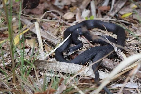 Black Florida Racer Snake Bailey Tract Sanibel Island Florida Usa — Stock fotografie