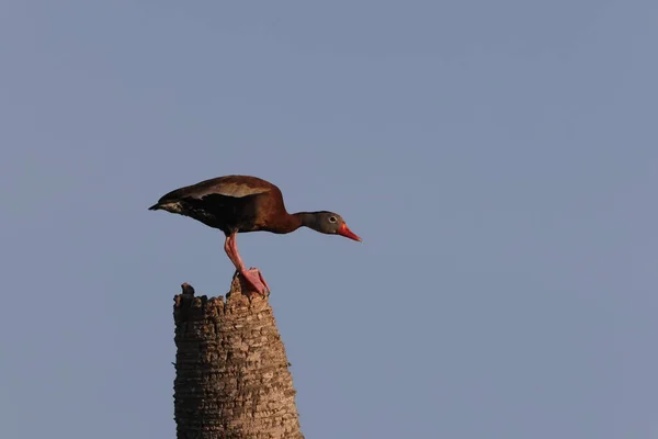 Black Bellied Whistling Duck Viera Wetlands Florida Eua — Fotografia de Stock