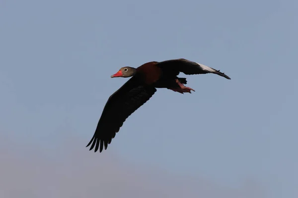 Kaczka Czarnym Brzuchem Viera Wetlands Floryda Usa — Zdjęcie stockowe
