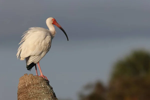 White Ibis Viera Wetlands Floryda Usa — Zdjęcie stockowe