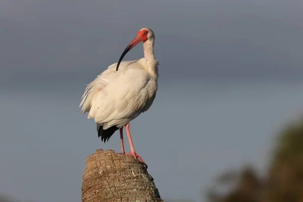 White Ibis Viera Wetlands Florida Stati Uniti — Foto Stock