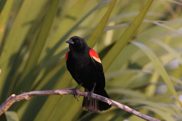 美国佛罗里达州的红翼黑鸟 维埃拉湿地 — 图库照片