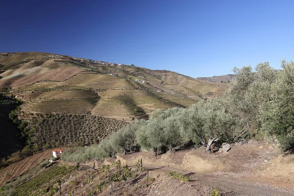 Stock image The Douro river and the terraced vineyards near Folgosa do Douro, Alto Douro. A UNESCO World Heritage Site, Portugal