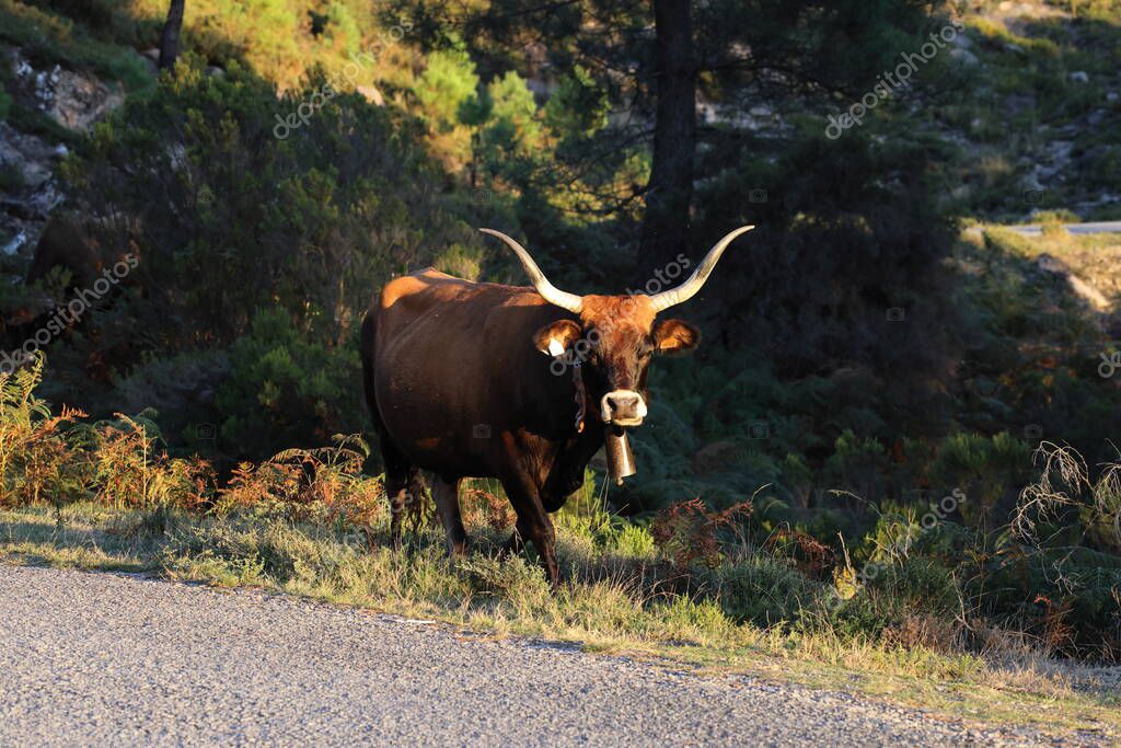 La vaca Maronesa es una raza tradicional portuguesa de ganado de