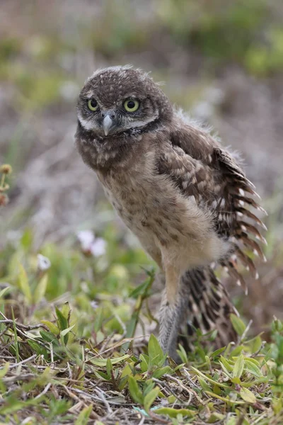 Burrowing Owl Athene Cunicularia Cape Coral Florida Usa — стокове фото