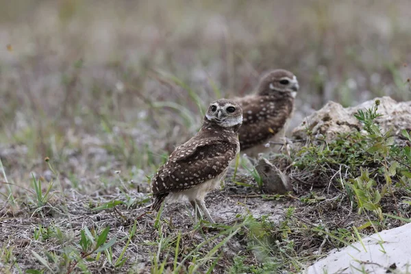 Stock image Burrowing Owl (Athene cunicularia) Cape Coral Florida USA