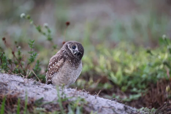 Burrowing Owl Athene Cunicularia Cape Coral Florida Usa — Stock Photo, Image