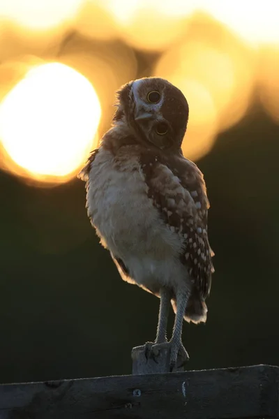 Burrowing Owl Athene Cunicularia Кейп Корал Флорида Сша — стоковое фото