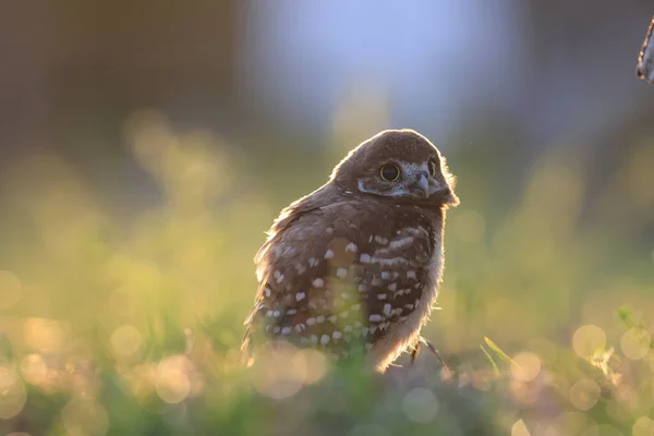 Burrowing Owl Athene Cunicularia Cape Coral Florida Statele Unite Ale — Fotografie, imagine de stoc