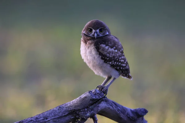 Burrowing Owl Athene Cunicularia Cape Coral Florida Usa — Stock Photo, Image