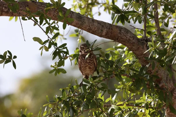 Burrowing Owl Athene Cunicularia Cape Coral Florida Usa — Foto Stock