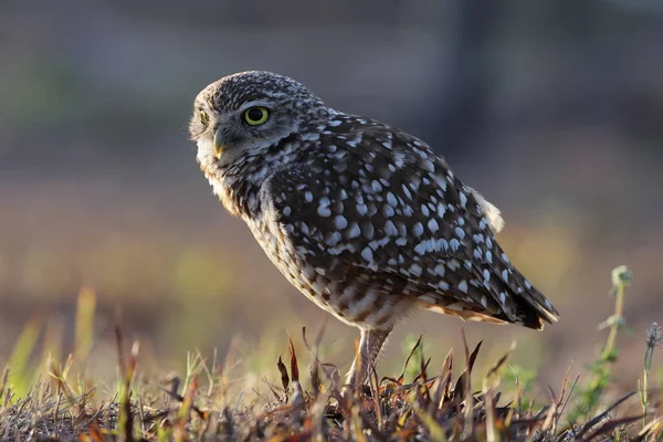Burrowing Owl Athene Cunicularia Кейп Корал Флорида Сша — стоковое фото
